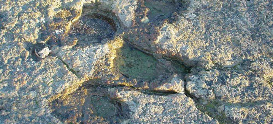 Petjades fòssils de Cal Prat Barrina
